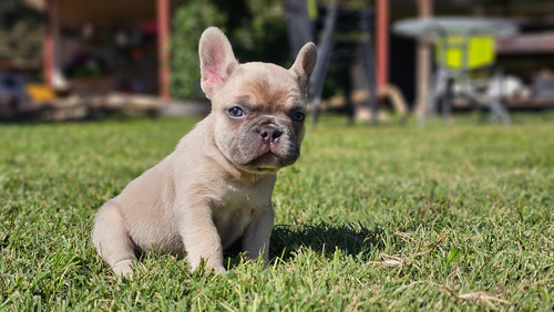 Hermosos Bulldog Francés 