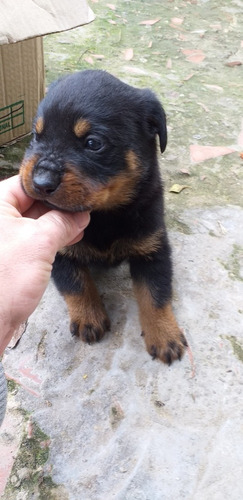 Rottweiler Rott Cachorros