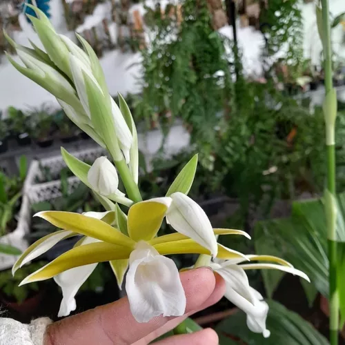 Orquídea Phaius Tankervilleae Alba Capuz De Freira Terrestre