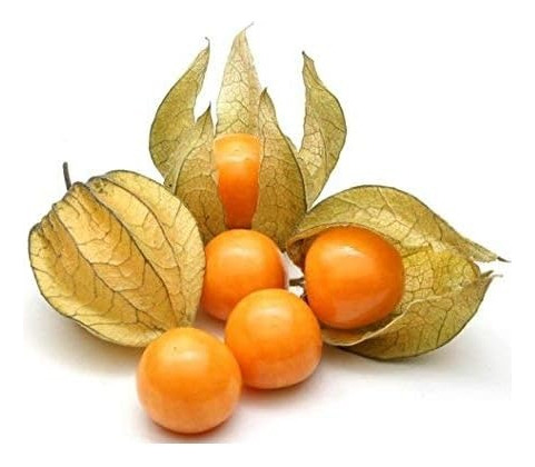 Semillas Physalis - Golden Berry - 500app Alta Germinación 