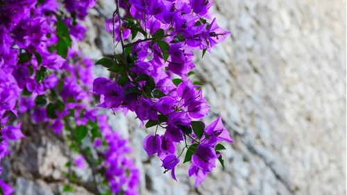 Bugambilia Morado ( Purple )