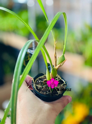 Orquidea Maxillaria Tenuifolia Adulta. Cheirinho De Coco Lin | Parcelamento  sem juros