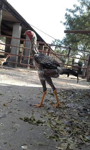 Ovos Galados Galinha Gigante