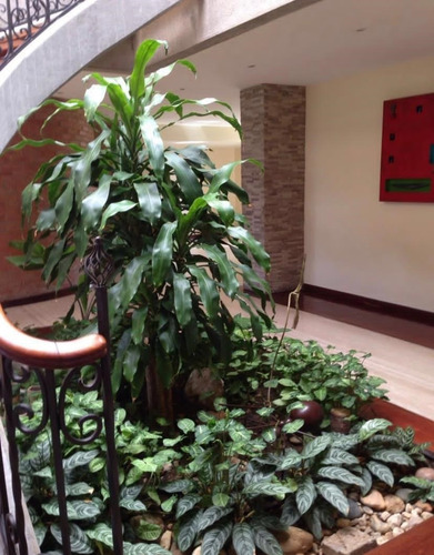 Imagen 7 de 18 de Se Vende Ph 540m2 6h/6.5b/3p Guaicay