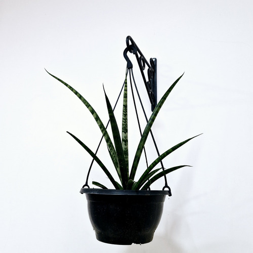 Planta Sansevieria Sp. Espada De São Jorge Japonesa New Way