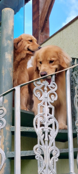 Venda De Cachorros Em Natal Rn Raca Golden Retriever | MercadoLivre 📦 Venda De Cachorros Em Natal Rn Raca Golden Retriever | MercadoLivre 📦