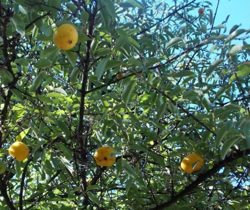 Ubajay Arbol Autóctono 