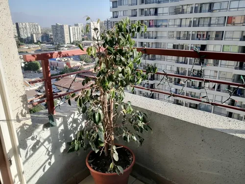 Venta Dpto. San Miguel, Decima Avenida (72264)