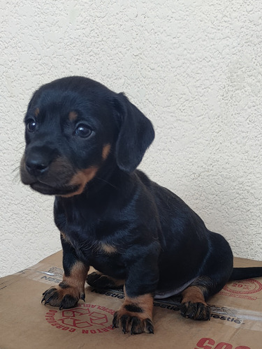 Cachorros Salchicha Teckel, Entrega En Todas Las Provincias 