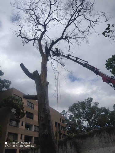 Poda Y Tala De Arboles