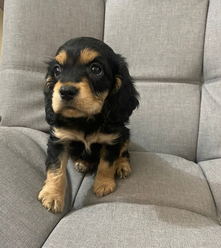 Cachorro Teckel Pelo Largo Med,bog,cali Animal Petscolombia 