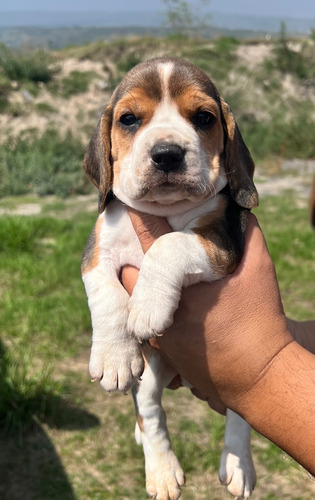 Beagle Hermosos Cachorros Tricolor