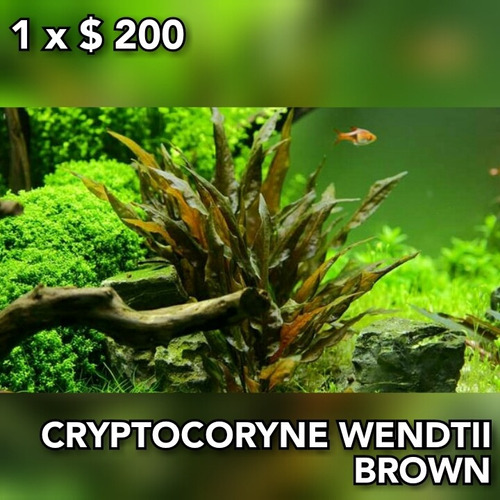 Cryptocoryne Wendtii Brown Planta Acuario Plantado.