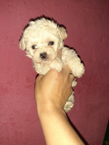 Imagen 4 de 5 de Caniche Mini Hembra