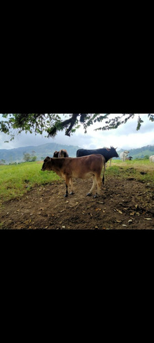 Excelente Finca En Chiguara Mérida