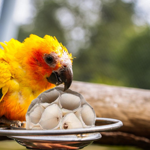 Juego De Juguetes Naturales Para Pájaros Juguetes Para Masti