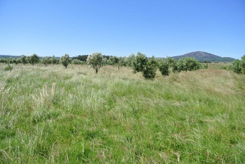 Quinta | Camino Amilcar Pelufo