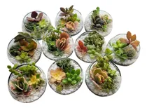 Comprar Pack 10 Terrarios Suculenta Vidrio N°1 Souvenir Eventos\u002F 8cm
