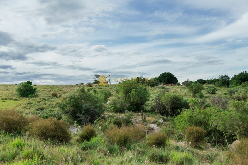 Campo De 86 Has Ganadero, Cuenta Con Tajamar Y Costa De Arroyo. Consulte!!!!!!- Ref: 2366