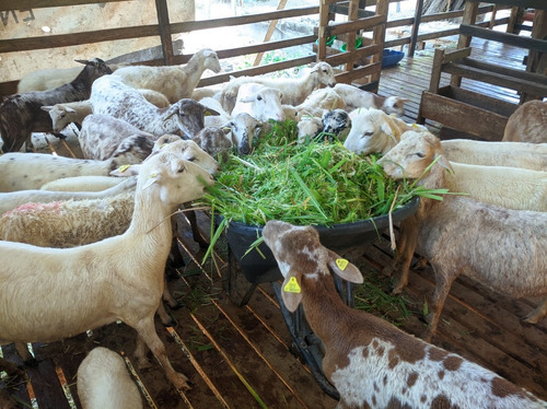 5 Kg Semilla Pasto Cuba 22 (esquejes)