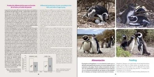 Bertellotti Pingüino De Magallanes Embajador De La Patagonia