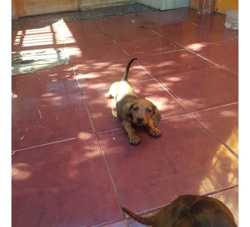 Hermosos Cachorros Salchicha Dachshund Tamaño Miniatura 