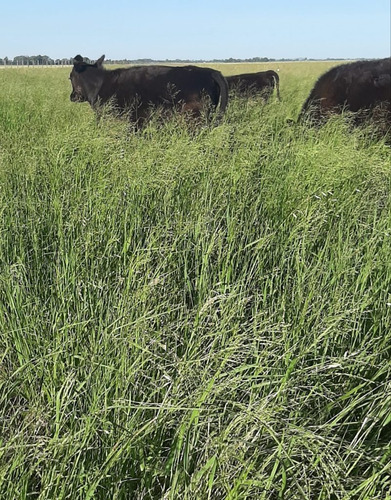 Semillas De Mijo Perenne - Panicum- X 5 Kg