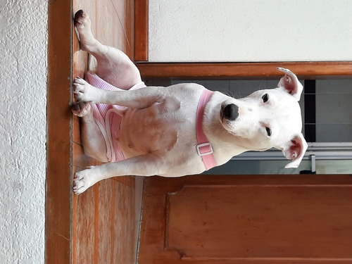 Calzón De Celo Taje De Baño Perritas Pollito & Huevo