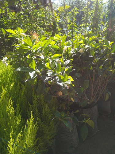 Jazmín Del Cabo De Gajo (gardenia Augusta) En 20 Litros.