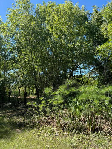 Cabaña En El Delta A 300 Metros Del Continente