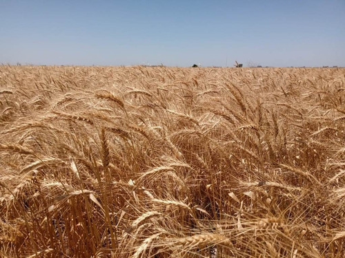 Imagen 4 de 7 de 23 Hectáreas Agrícolas, Almada Gualeguaychú.