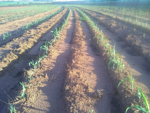 Imagem 26 de 30 de Fazenda À Venda Em Echaporã/sp - Fa00113 - 68992877