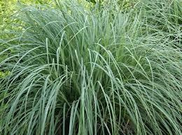 Carex Verde Graminea Bordes Canteros Paisajismo 3 Lts