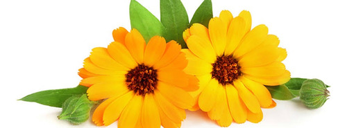 3x1 , +90 Semillas De Calendula Mercadela Orgánica Ecológico