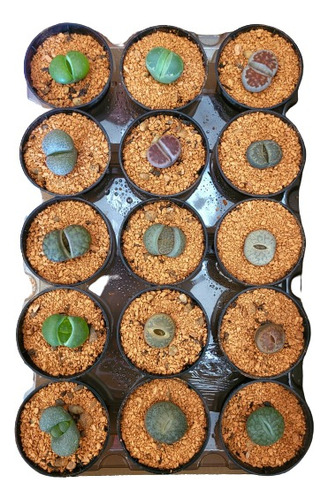 Lithops / Pedra Viva - Kit Com 3 Plantas