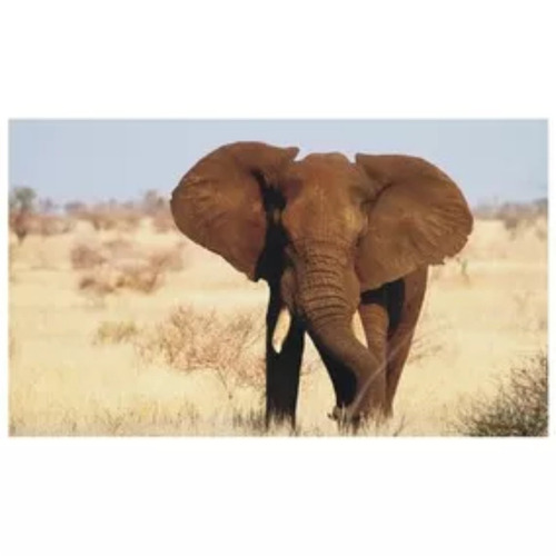 Adesivo Decorativo Parede Elefante Safari