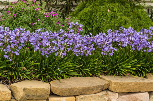 Agapanthus Enano Agapanto Lirio Africano Arbusto Ornamental | Cuotas sin  interés