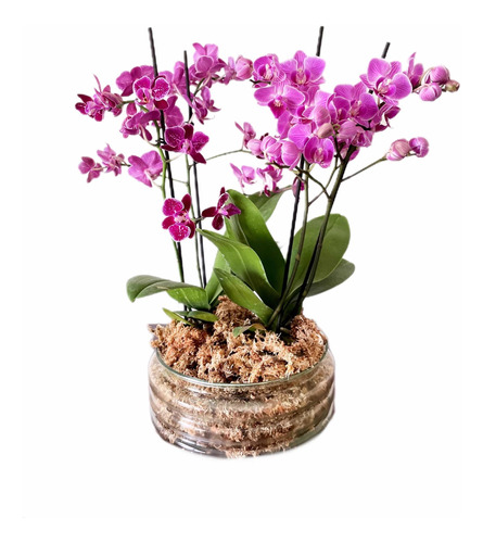 Arreglo Doble Orquídeas Multifloras Naturales En Vidrio