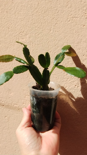 Muda Grande De Flor De Outubro Vermelha