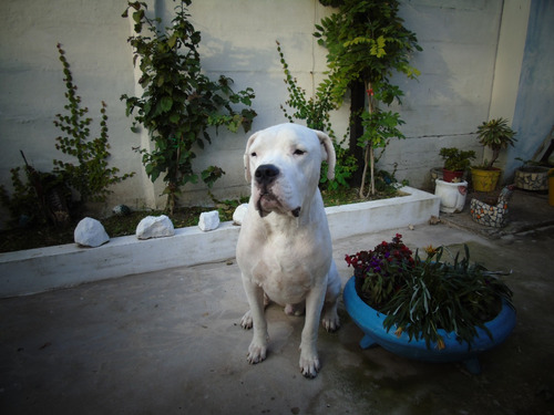 Dogo Argentino Busco Novia Servicio De Monta $ A Convenir