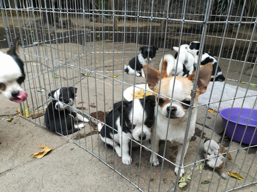 Jaula Corral Perros Y Conejos 60cm Alto 6 Paneles Cerrado