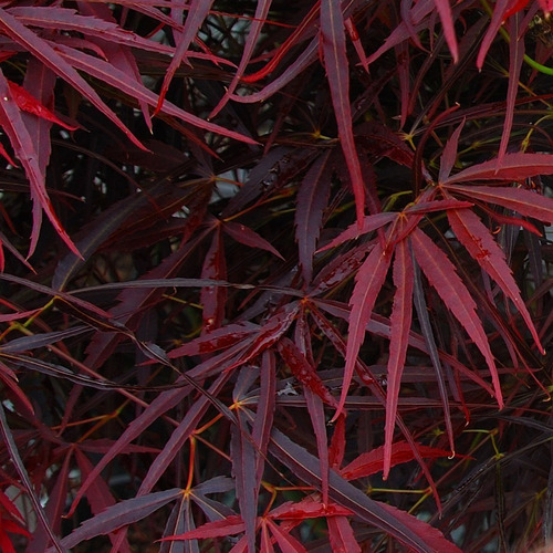 Acer Palmatum Red Pygmy, Acer Japones De Coleccion 15lts