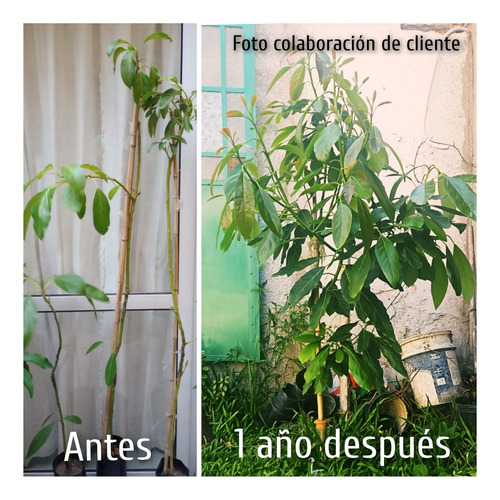 Palta Torres Injertada Grande Y Cremosa Senasa Envios