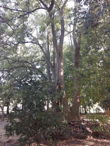 Terrenos En Venta - 2.242mts2 - El Rodeo, Abasto, La Plata