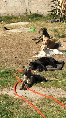 Imagen 7 de 10 de Hotel, Guardería Y Alojamiento De Perros