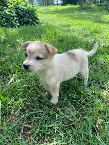 Filhotes De Blue Heeler