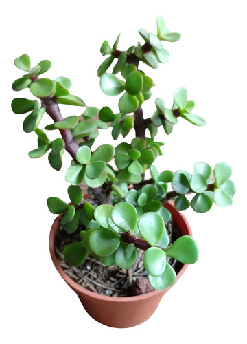 Arbol De La Abundancia 20 Pzas M3 Envio Dhl