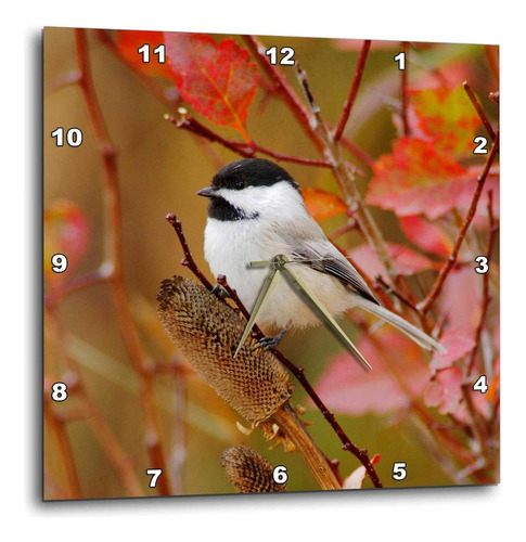 Danita Delimont  aves  black-capped Chickadee B