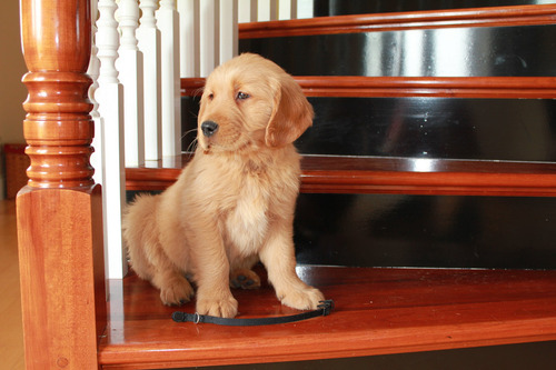 Nuestros Golden Retriever De La Costa Verde A Todo El Pais
