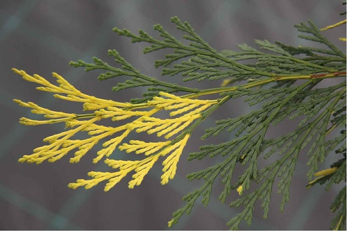 Libocedro (calocedrus Recurrens) - Cedro Bicolor - Cañuelas